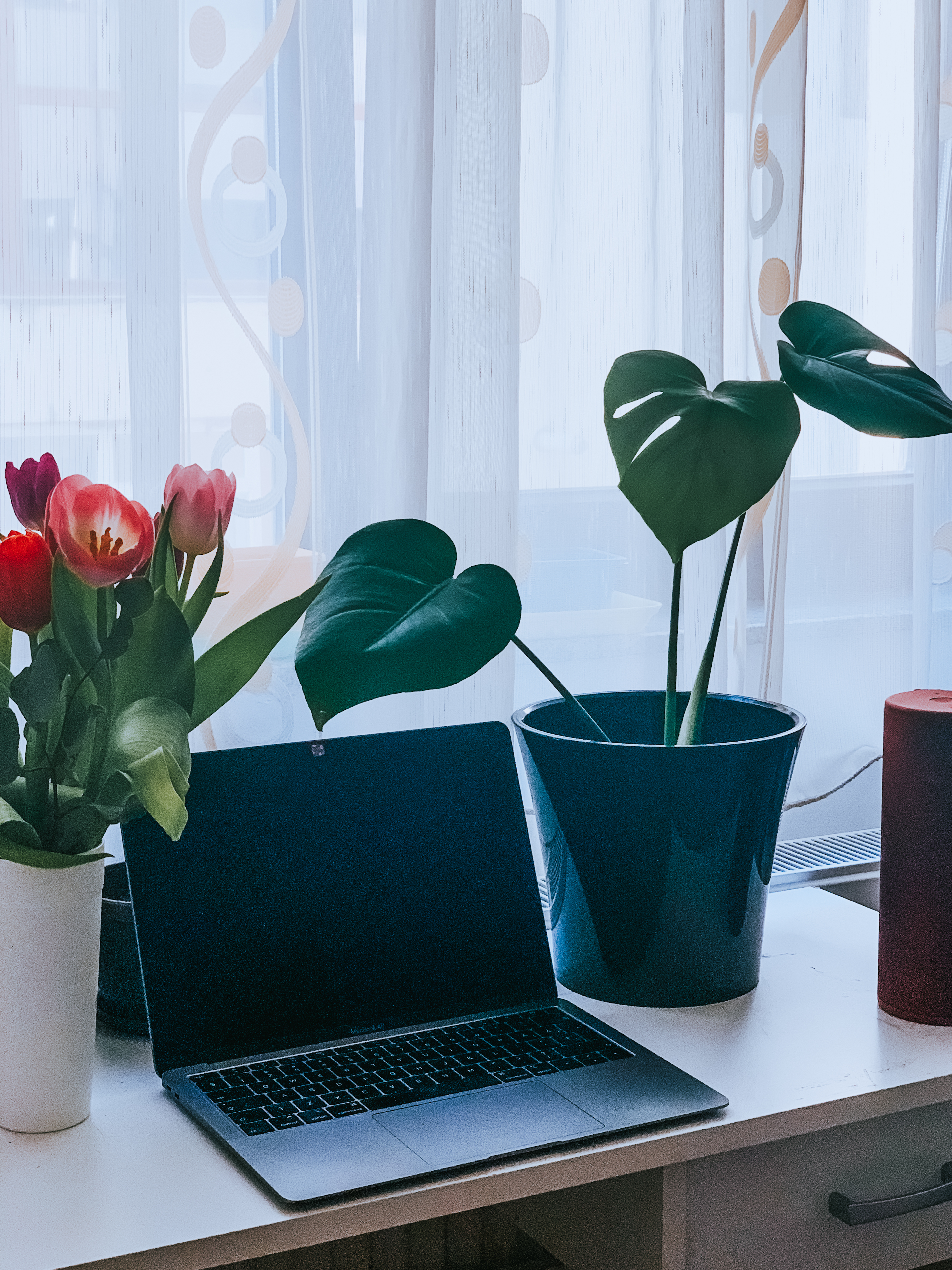 laptop on desk with plants